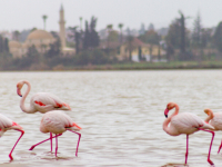 Larnaka - lankytinos vietos - Druskos ežeras