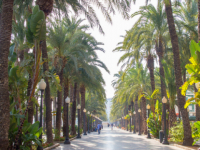 Larnaka - lankytinos vietos - Palmių alėja