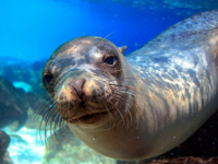 Alikantės lankytinos vietos - Mundomaro jūros gyvūnų pasaulis - kelionės į Alikantę - keliones.lt